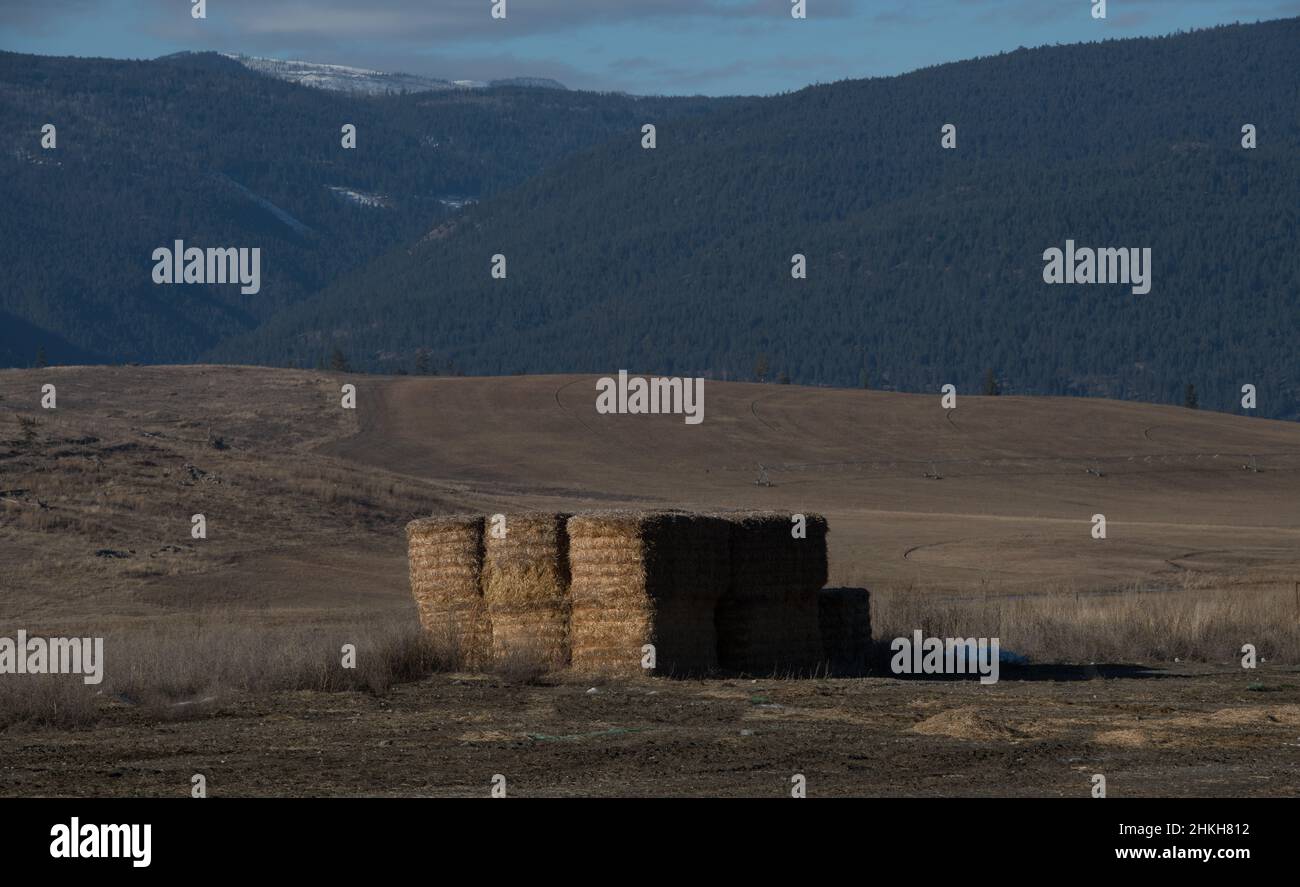 Balle di fieno quadrate grandi accatastate in campo in Wyoming montagne in fondo erba secca in campo su cavallo o bestiame ranch nel paesaggio occidentale degli Stati Uniti Foto Stock