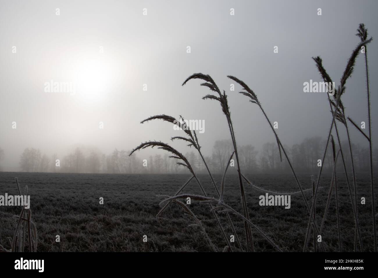 Paesaggio invernale in una giornata con nebbia e gelo con alberi all'orizzonte e erba in primo piano Foto Stock