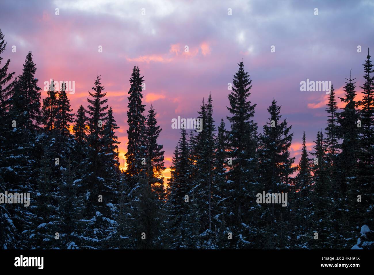 Tramonto colorfull di nuvole rosa e viola nel cielo blu sera al tramonto alti pini di foresta in fondo a B.C. Canada sfondo orizzontale Foto Stock