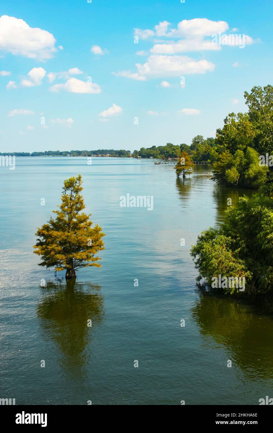 Cipressi alberi che crescono in acqua alta su un lago con moli di barca lungo il lato Foto Stock