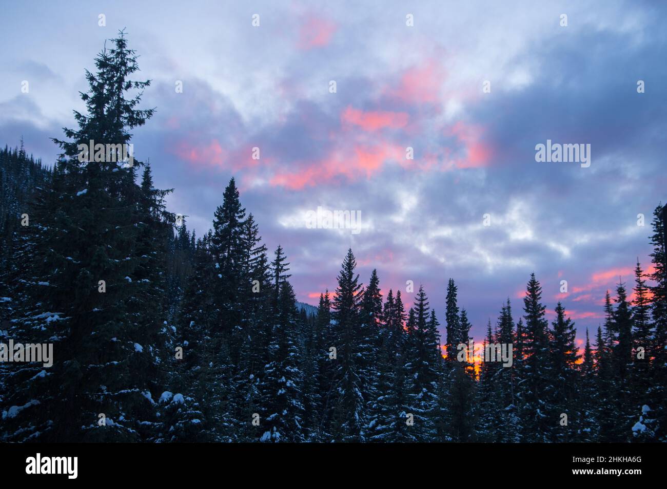 Tramonto colorfull di nuvole rosa e viola nel cielo blu sera al tramonto alti pini di foresta in fondo a B.C. Canada sfondo orizzontale Foto Stock