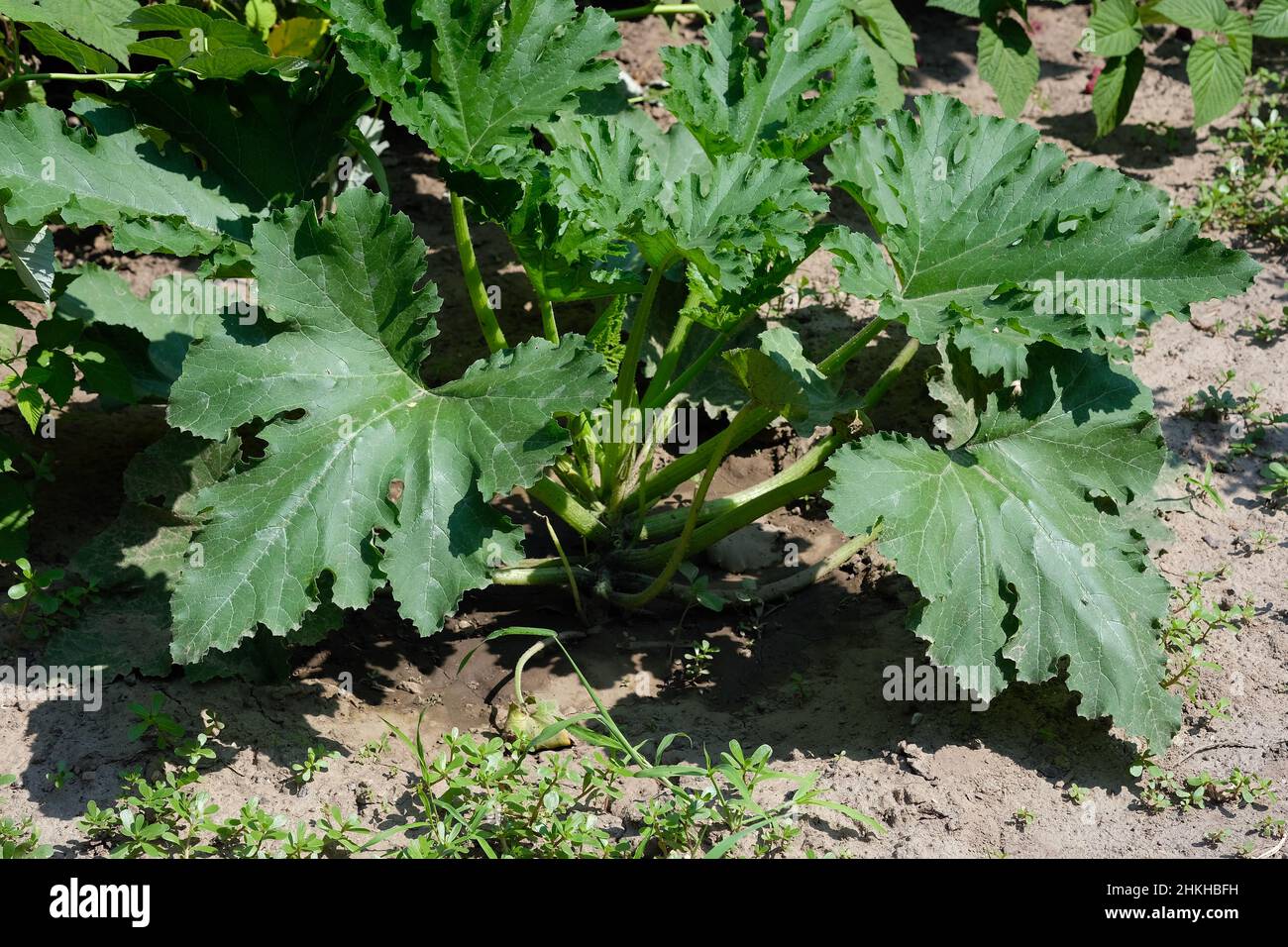 Verde cespuglio di zucchine in estate. Grandi foglie verdi a terra in una giornata di sole. Coltivare zucchine sulla terra. Foto Stock