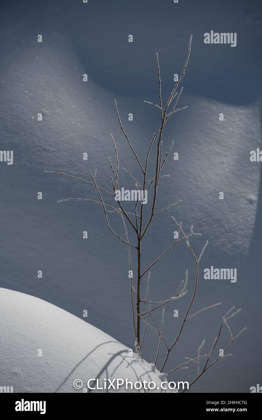isolato gelo coperto ramoscelli e rami di cespuglio o piccolo albero che crescono da bianco neve cumuli con ombre gettato sullo sfondo dal sole del pomeriggio Foto Stock