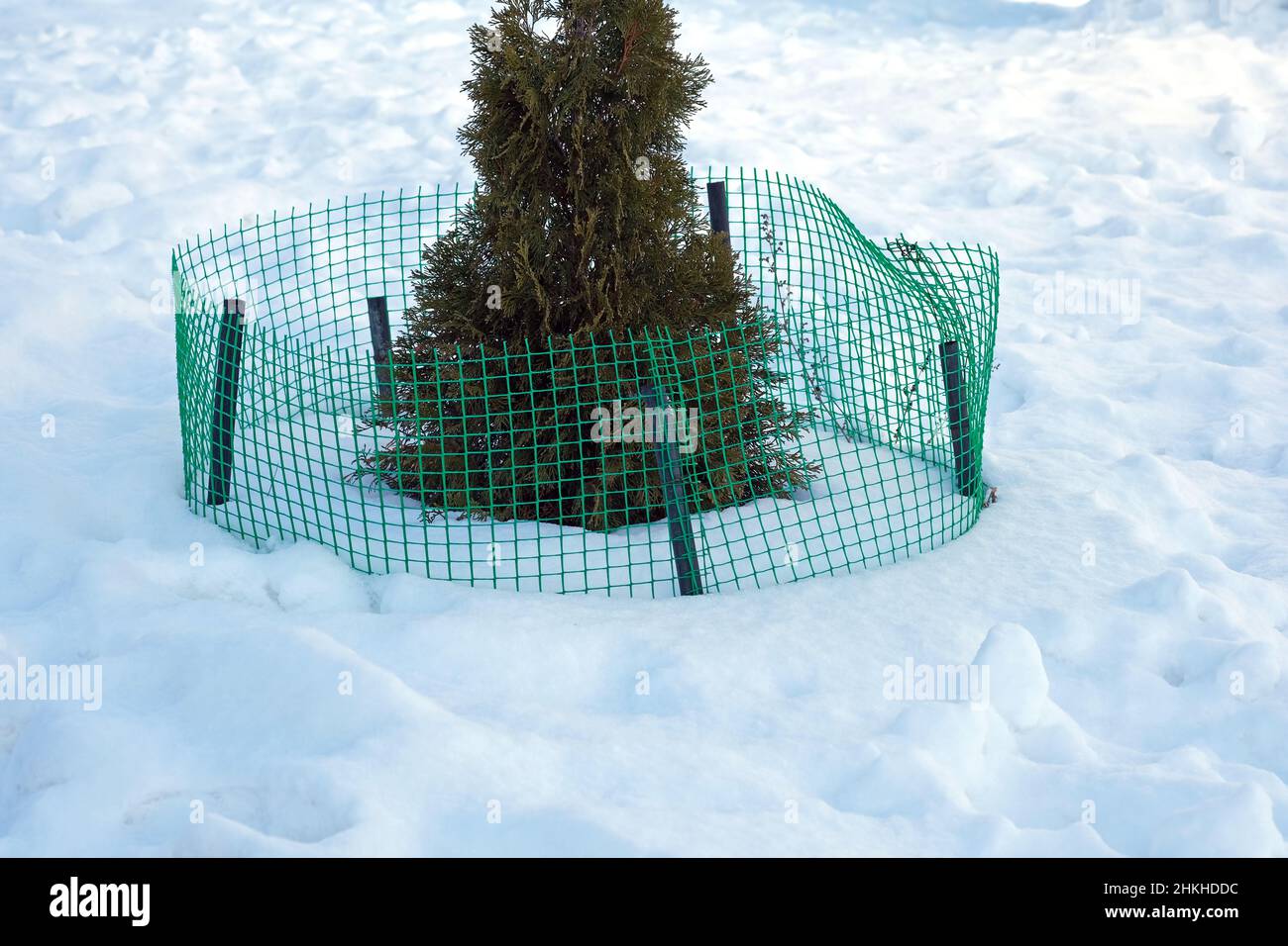 Rete verde rinforzante per scherma arborvitae in inverno. Rete speciale per recinzioni di conifere e alberi da frutto sulla terra. Foto Stock