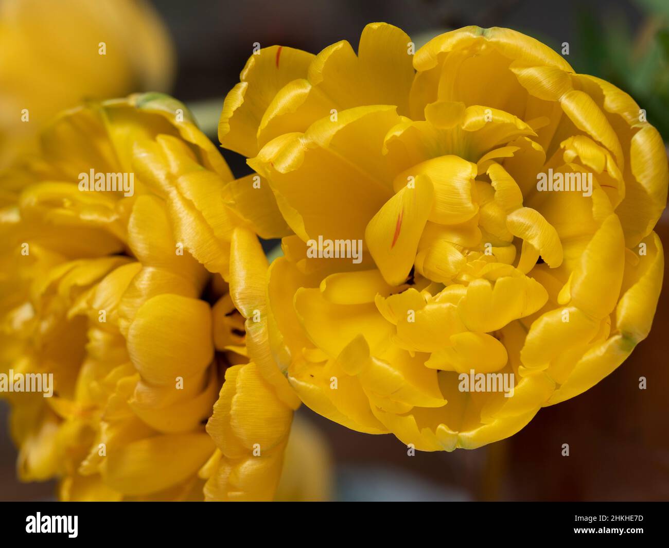 Primo piano di due fiori di tulipano gialli e pieni Foto Stock