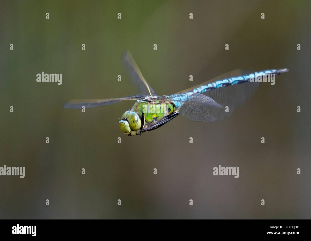 L'imperatore libellula Foto Stock