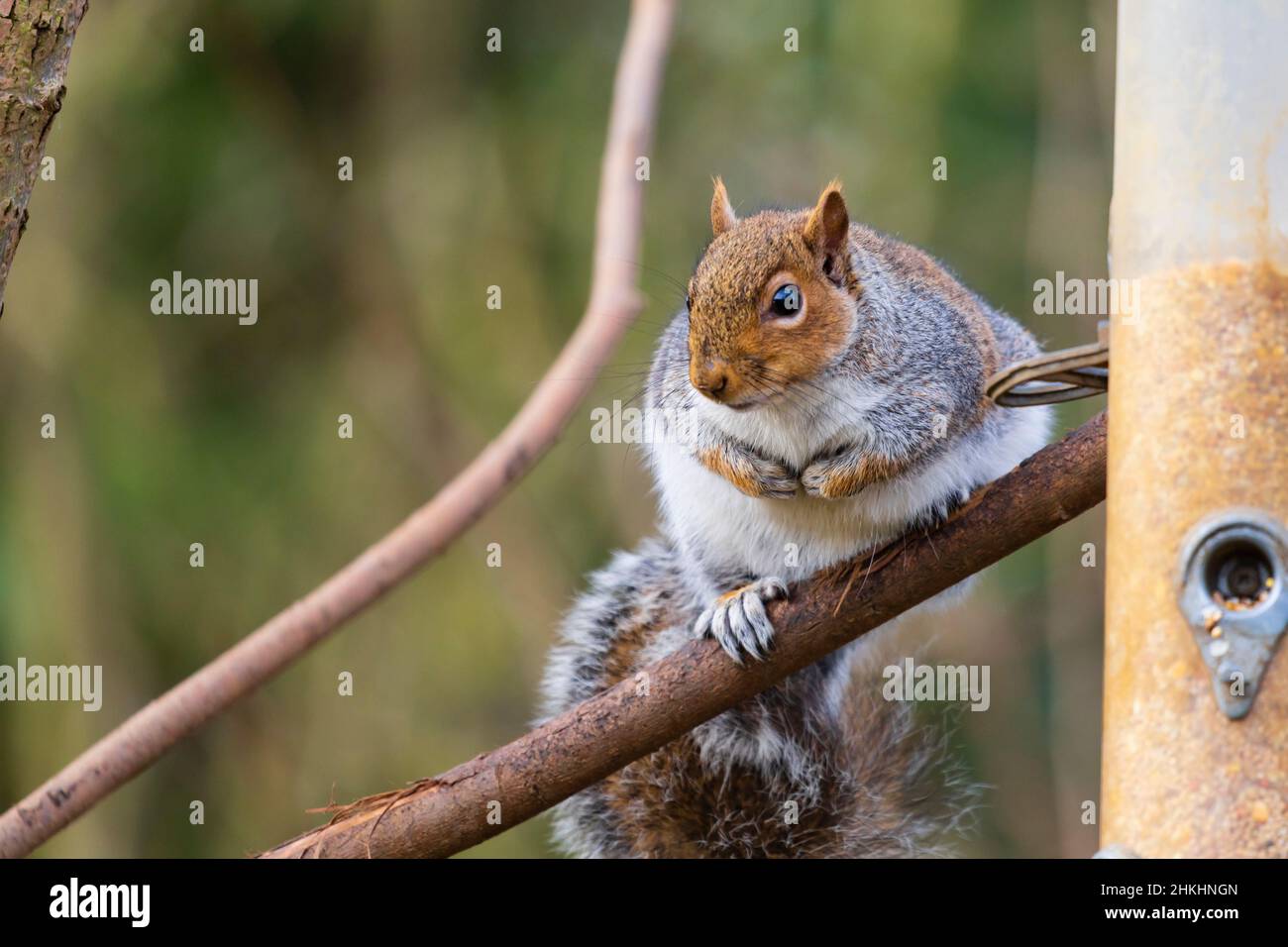Grasso, scoiattolo grigio ben alimentato, sciurus carolinensis, ad un alimentatore di uccelli in un albero, Foto Stock