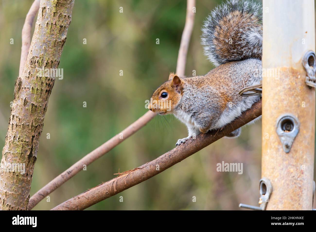 Grasso, scoiattolo grigio ben alimentato, sciurus carolinensis, ad un alimentatore di uccelli in un albero, Foto Stock