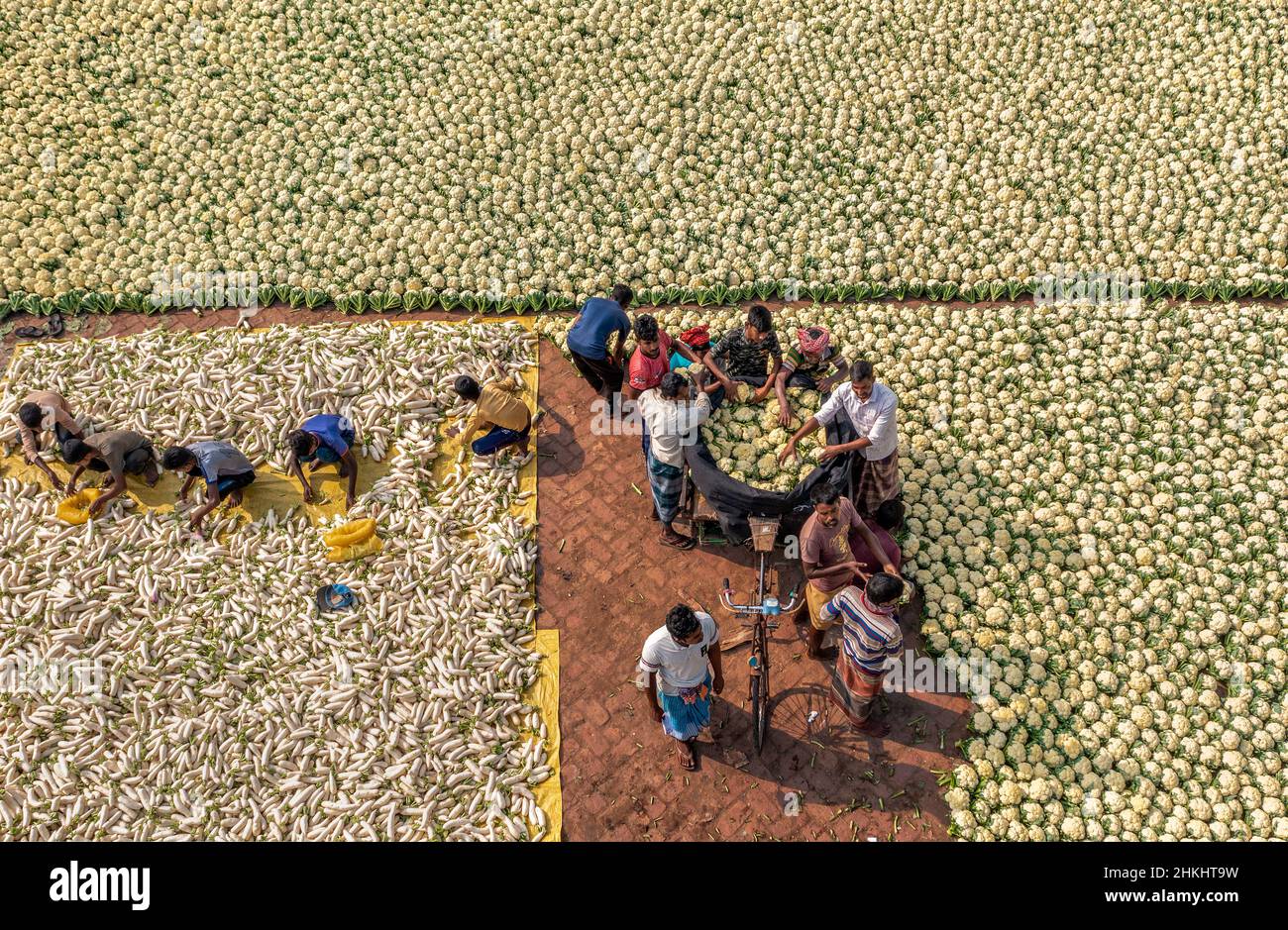 Gli agricoltori hanno messo il cavolfiore in vendita su un mercato Foto Stock