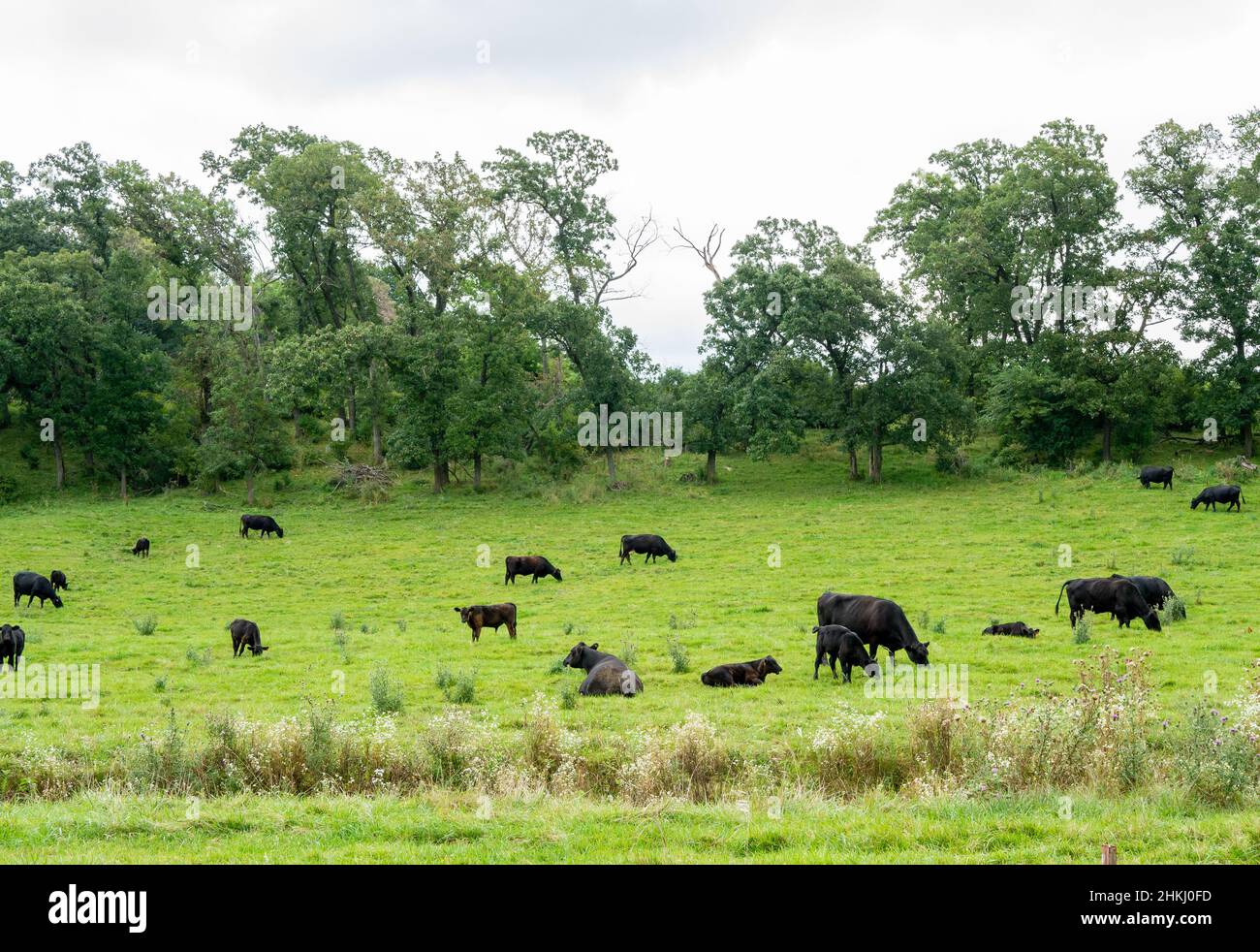 Un gregge di bovini Angus pascolo pacificamente in un verde pascolo.on un giorno nuvoloso in Minnesota Foto Stock