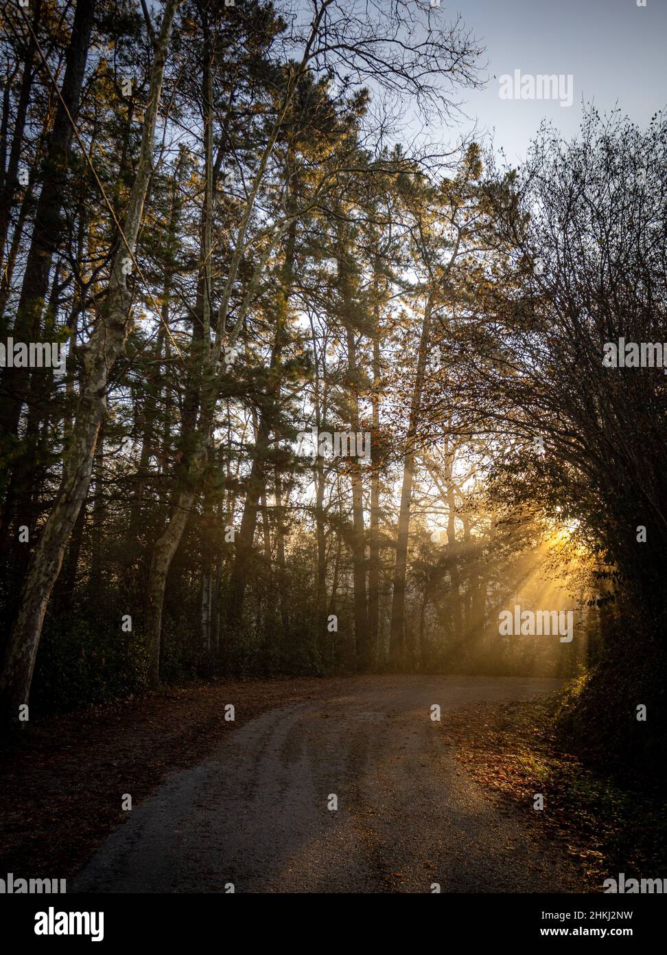 Autunno su una strada forestale in Cantabria Foto Stock