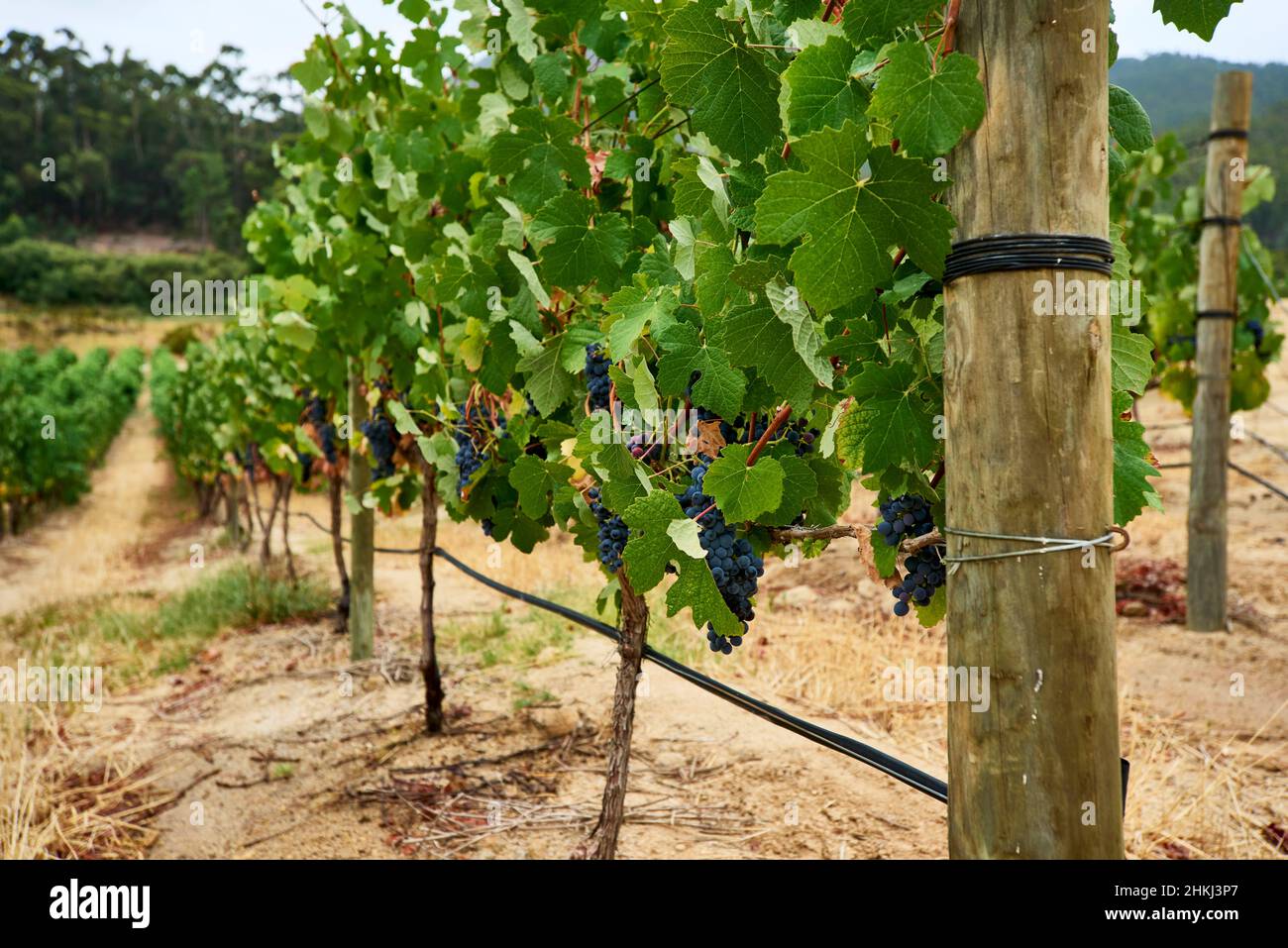 Vinaccioli su vitigni Foto Stock