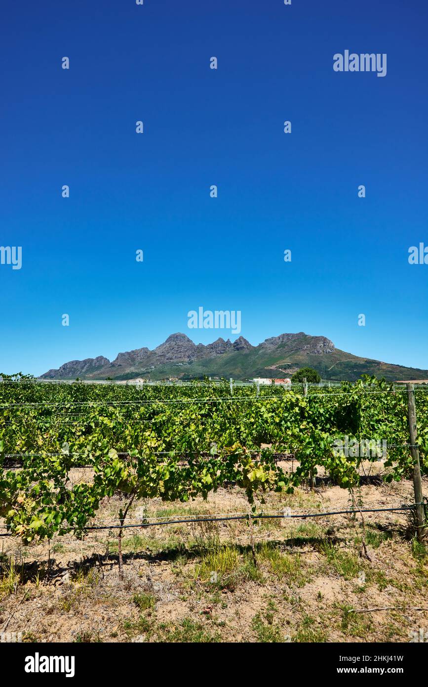 Vigneto in Stellenbosch Foto Stock