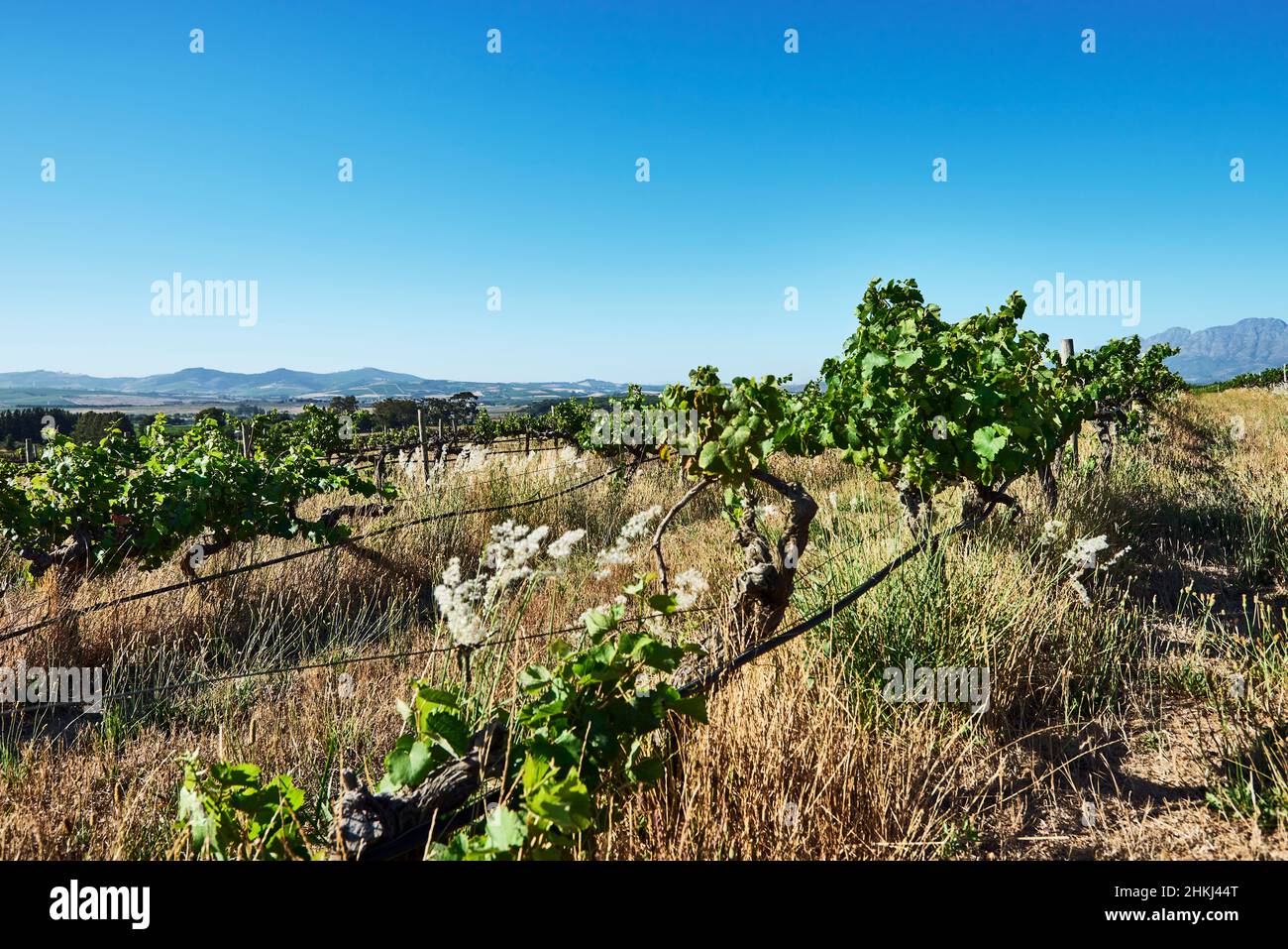 Vigneto in Stellenbosch Foto Stock