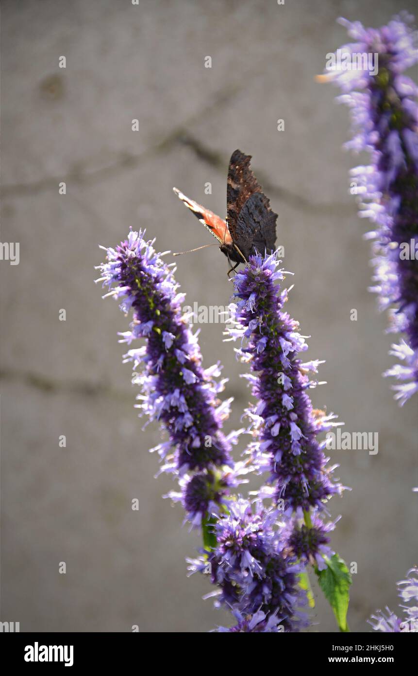 Farfalla si stabilì su Agastache 'sommatore nero' fiore Foto Stock