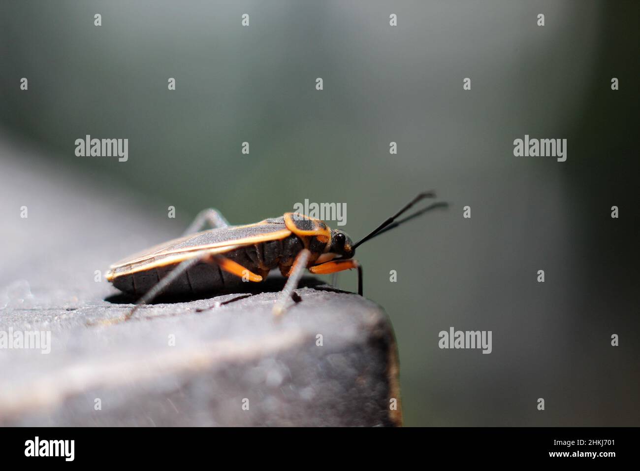 Esseri viventi in natura. Foto Stock
