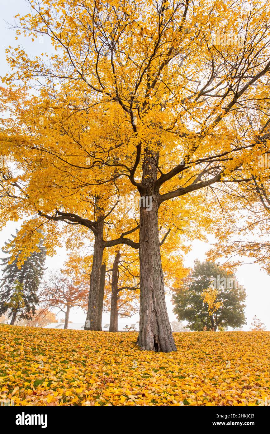 Due grandi alberi con foglie di giallo dorato nel parco il giorno d'autunno. Foto Stock