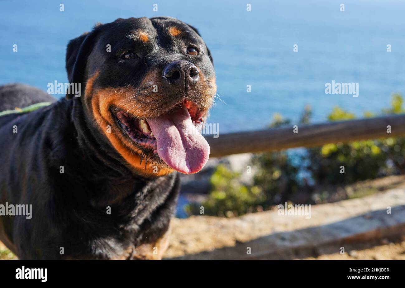 Rottweiler cane di una razza pericolosa che cammina senza muso Foto Stock