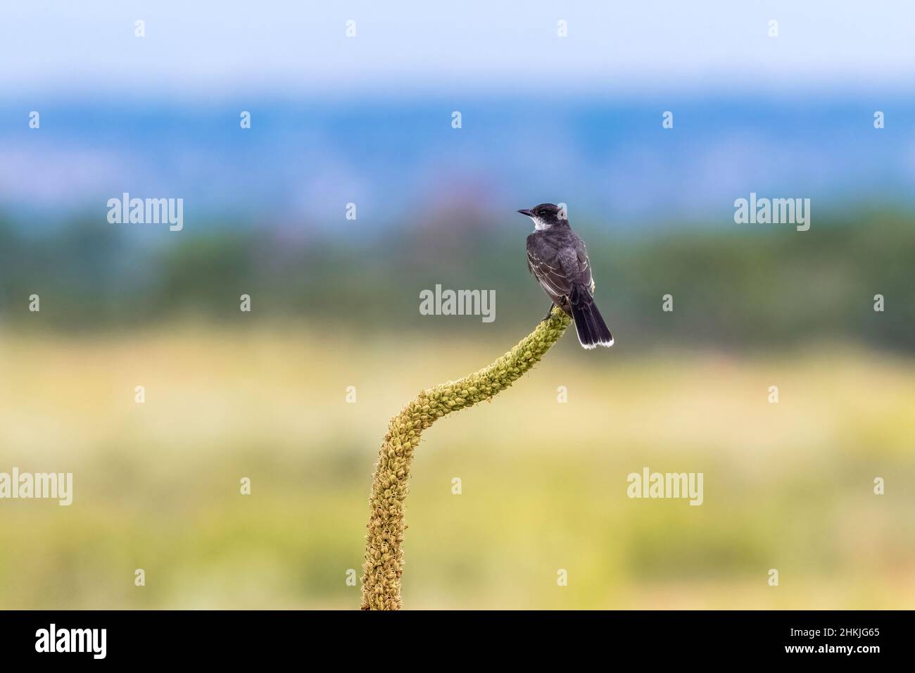 Un Kingbird orientale arroccato in cima ad un fusto di pianta di Mullein guardando un vasto campo aperto con alberi e montagne delicatamente visibili sullo sfondo. Foto Stock