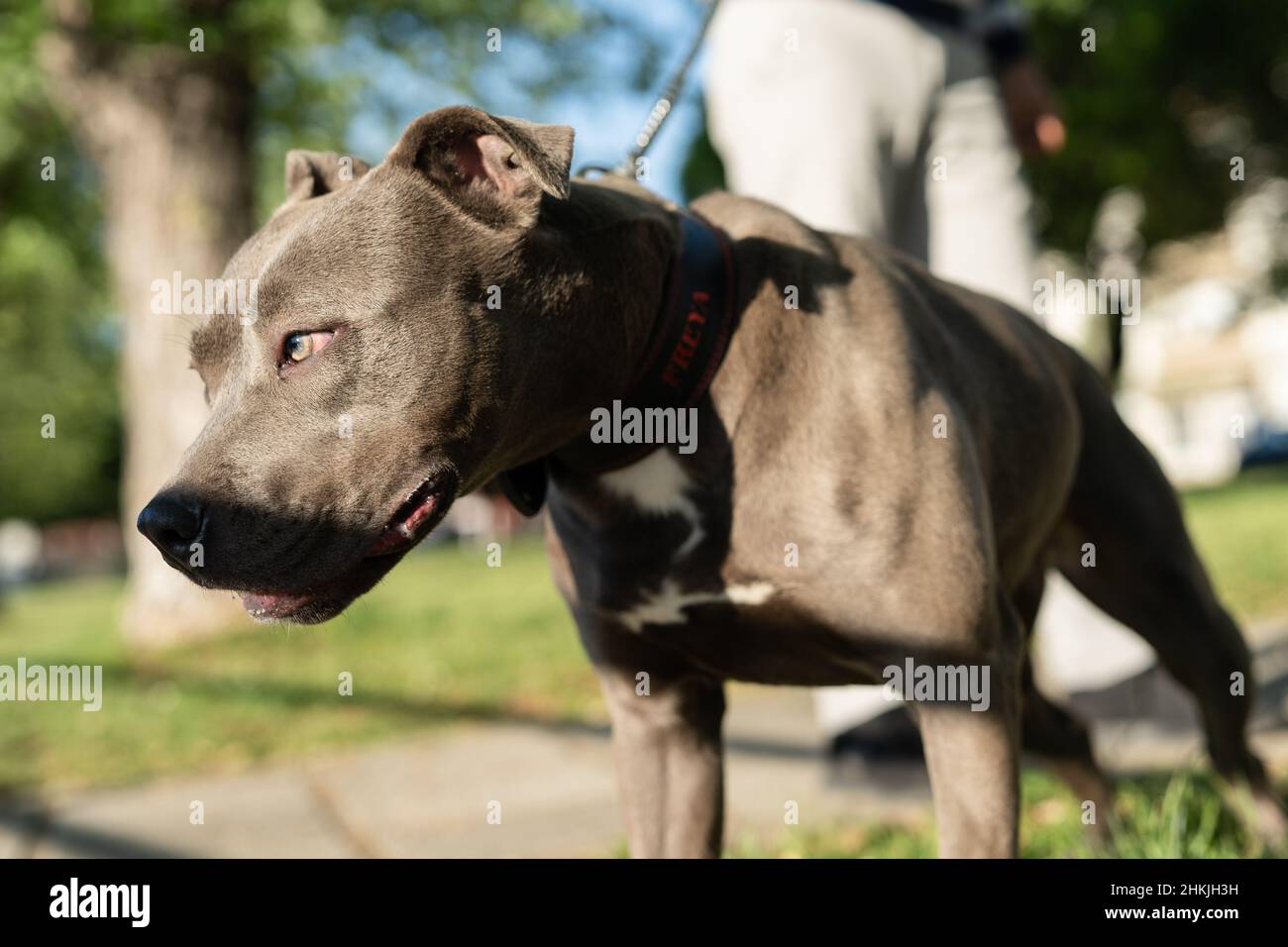 Primo piano in testa al grigio americano pit bull terrier cane apbt al guinzaglio in piedi in giornata di sole Foto Stock