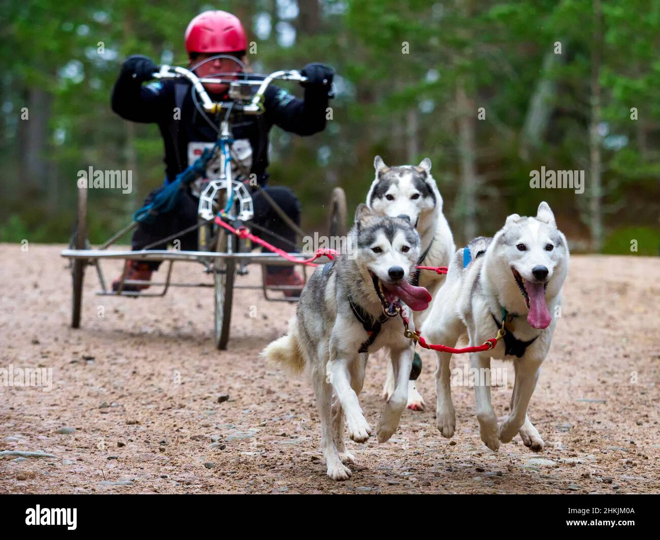 Aviemore, Scozia - 30th gennaio 2022: Un concorrente al Siberian Husky Club del Gran Bretagna's 38th Annual Sledge Dog Rally a Glenmore. Foto Stock