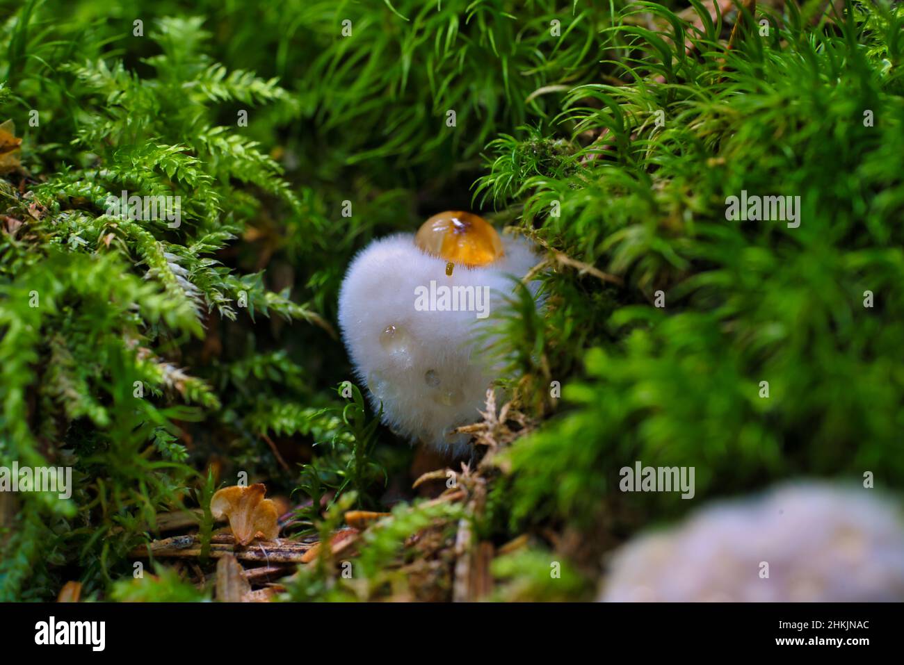 Postia ptychogaster, conosciuta come la staffa di polverulento, strana fungo svedese Foto Stock