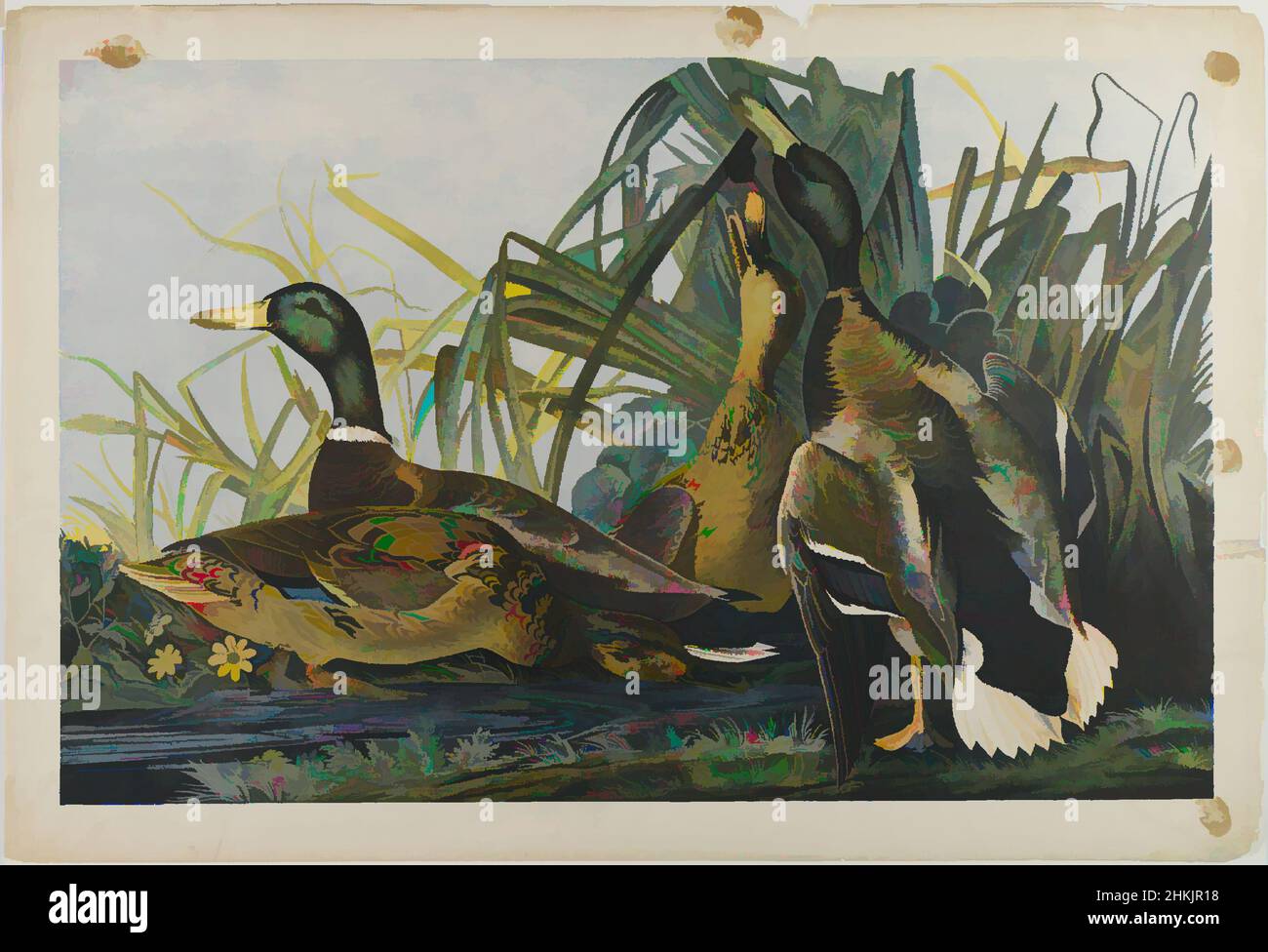 Arte ispirata da Mallard Duck, John James Audubon, americano, nato Haiti, 1785-1851, Chromolithograph, 1861, 27 x 39 3/4 in., 68,6 x 101,0 cm, Anas boschas, animali, acquatici, aviari, uccello, uccelli, anatra, anatre, fauna, flora, erba, illustrazione, foglie, litografia, Storia naturale, natura, opere classiche modernizzate da Artotop con un tuffo di modernità. Forme, colore e valore, impatto visivo accattivante sulle emozioni artistiche attraverso la libertà delle opere d'arte in modo contemporaneo. Un messaggio senza tempo che persegue una nuova direzione selvaggiamente creativa. Artisti che si rivolgono al supporto digitale e creano l'NFT Artotop Foto Stock Arte ispirata da Mallard Duck, John James Audubon, americano, nato Haiti, 1785-1851, Chromolithograph, 1861, 27 x 39 3/4 in., 68,6 x 101,0 cm, Anas boschas, animali, acquatici, aviari, uccello, uccelli, anatra, anatre, fauna, flora, erba, illustrazione, foglie, litografia, Storia naturale, natura, opere classiche modernizzate da Artotop con un tuffo di modernità. Forme, colore e valore, impatto visivo accattivante sulle emozioni artistiche attraverso la libertà delle opere d'arte in modo contemporaneo. Un messaggio senza tempo che persegue una nuova direzione selvaggiamente creativa. Artisti che si rivolgono al supporto digitale e creano l'NFT Artotop Foto Stock