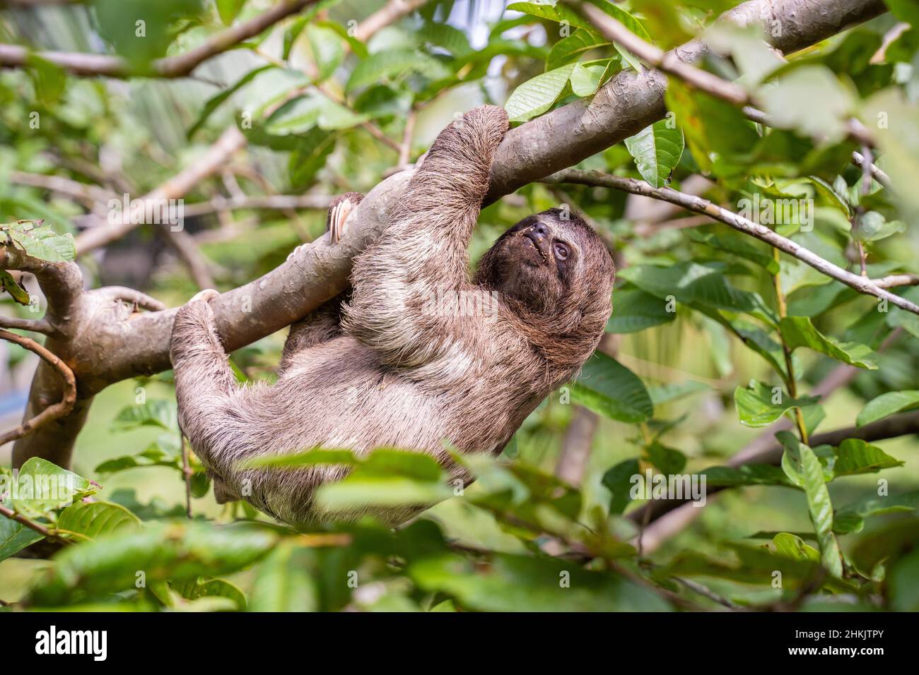 Baby sloth in Amazzonia. Alla Comunità novembre 3, il Villaggio (la Aldea), Amazzonia, Perù. Foto Stock