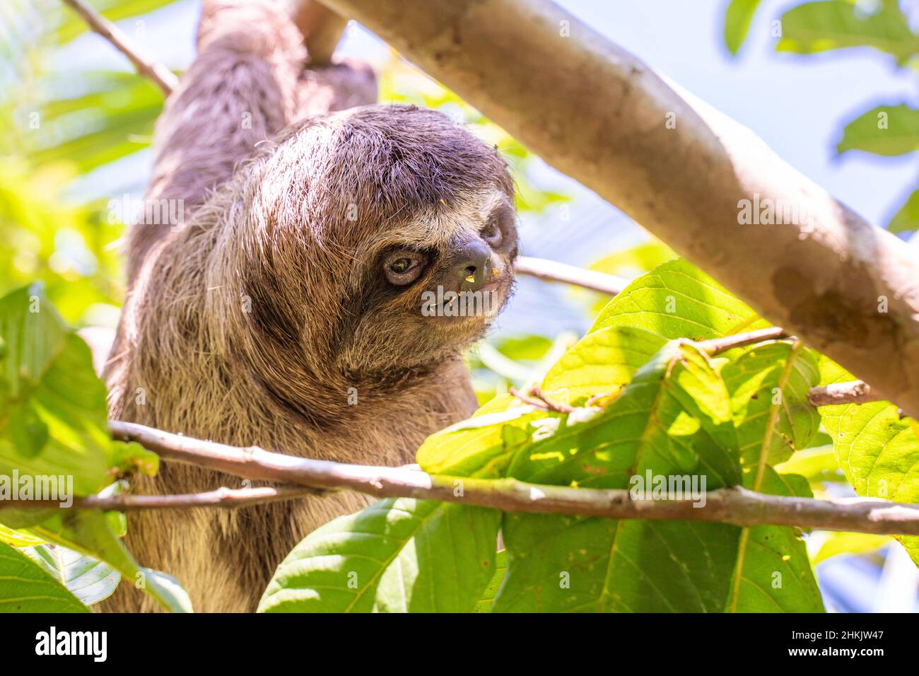 Baby sloth in Amazzonia. Alla Comunità novembre 3, il Villaggio (la Aldea), Amazzonia, Perù. Foto Stock