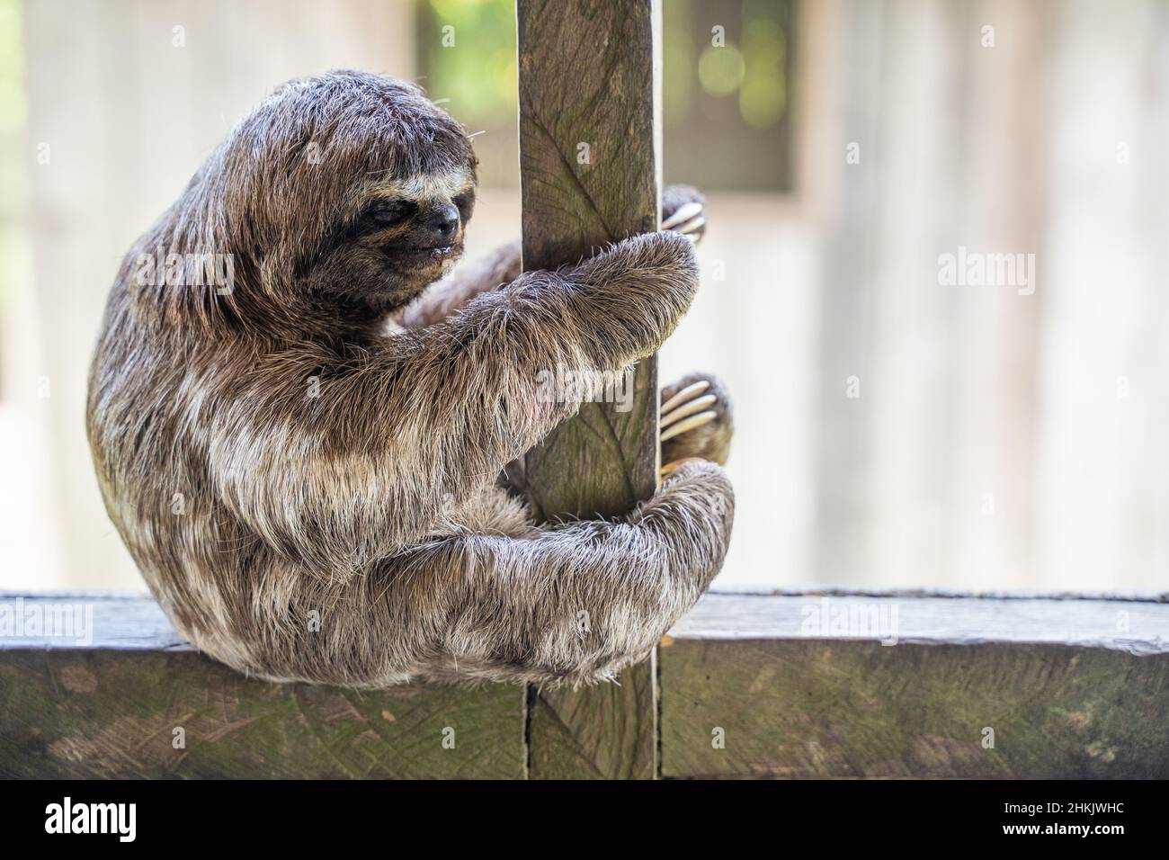 Baby sloth in Amazzonia. Alla Comunità novembre 3, il Villaggio (la Aldea), Amazzonia, Perù Foto Stock