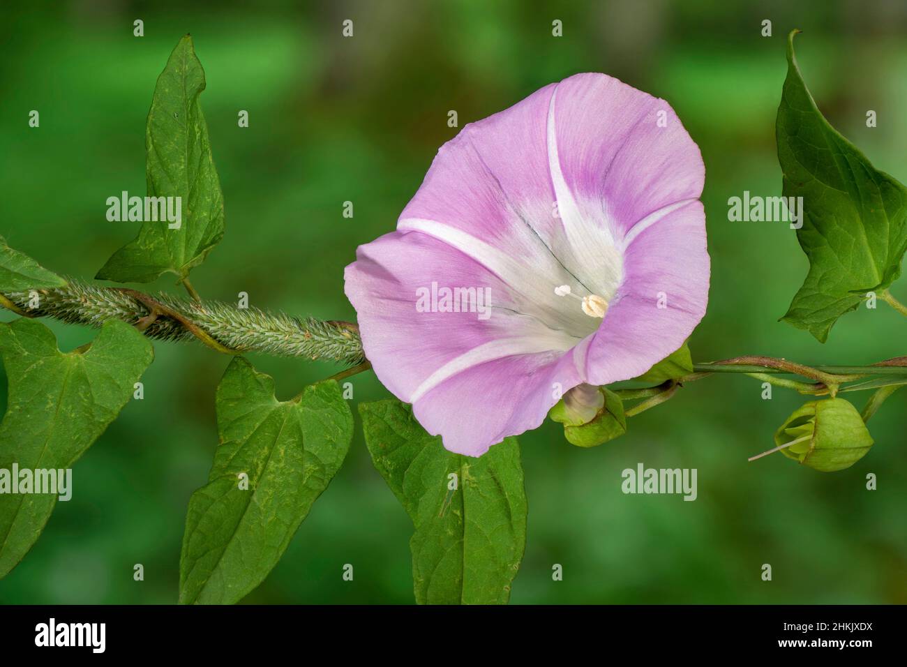 Bellbine, Hedge bindweed, Hedge false bindweed, Lady's-nightcap, Rutland bellezza, Alghe più grandi (Calistegia sepium, Convolvulus sepium), fiore, Foto Stock