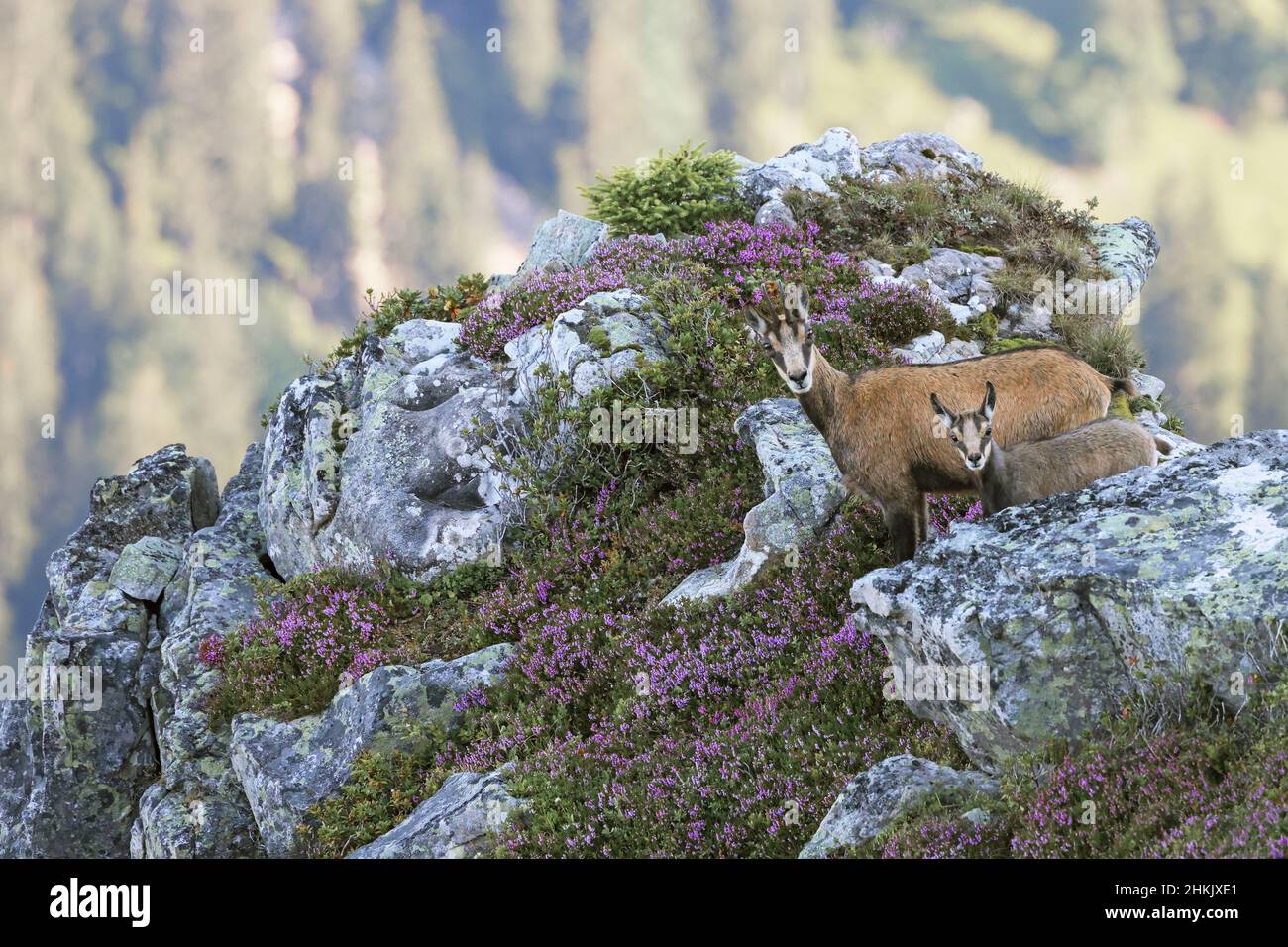 Camosci (Rupicapra rupicapra), femmina e pegno in piedi insieme in una sciarpa di montagna, Svizzera, Oberland Bernese, Beatenberg Foto Stock