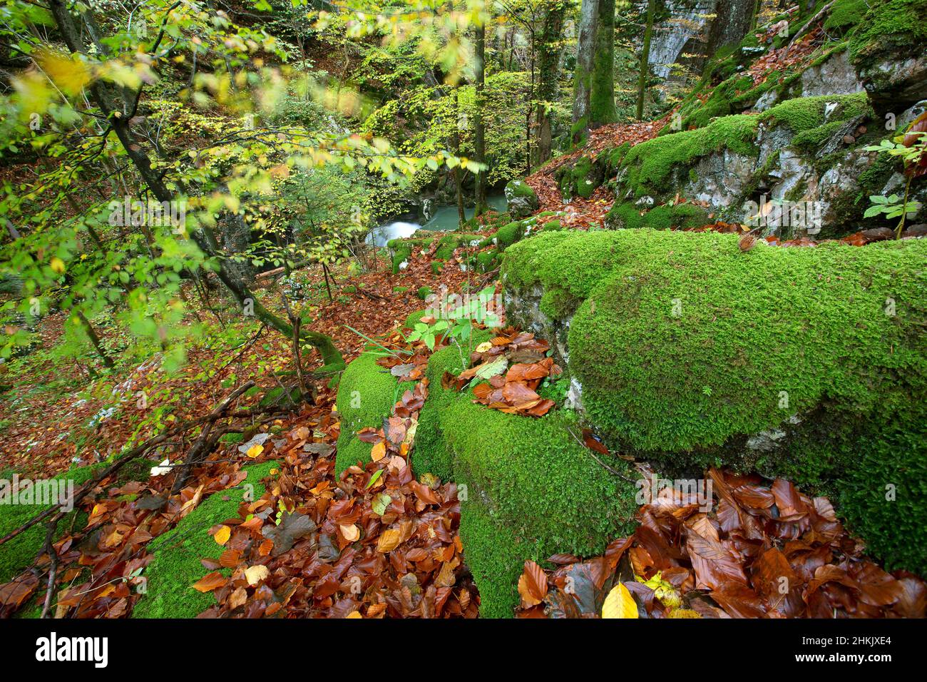 Riserva forestale nel parco regionale Chartreuse, Francia, Savoia, Chartreuse Foto Stock