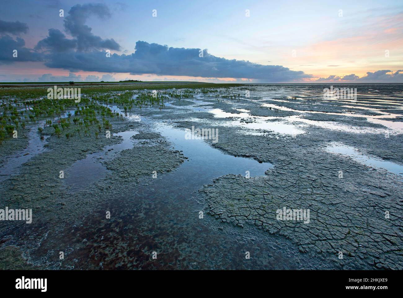 Bassa marea nel mare di Wadden al tramonto, Paesi Bassi, Frisia Foto Stock