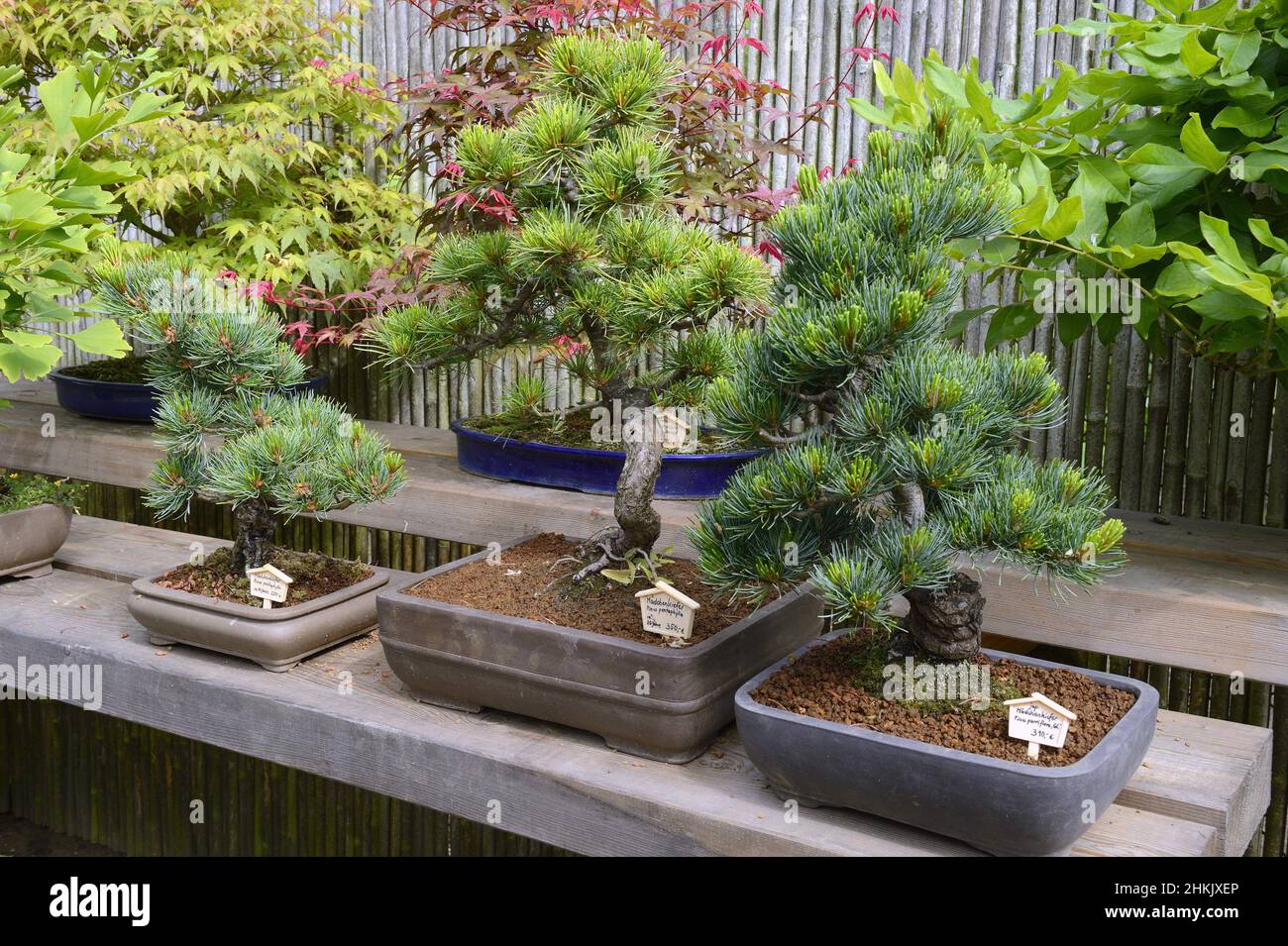 Bianco giapponese pine (Pinus parviflora, Pinus pentaphylla), albero di bonsai Foto Stock