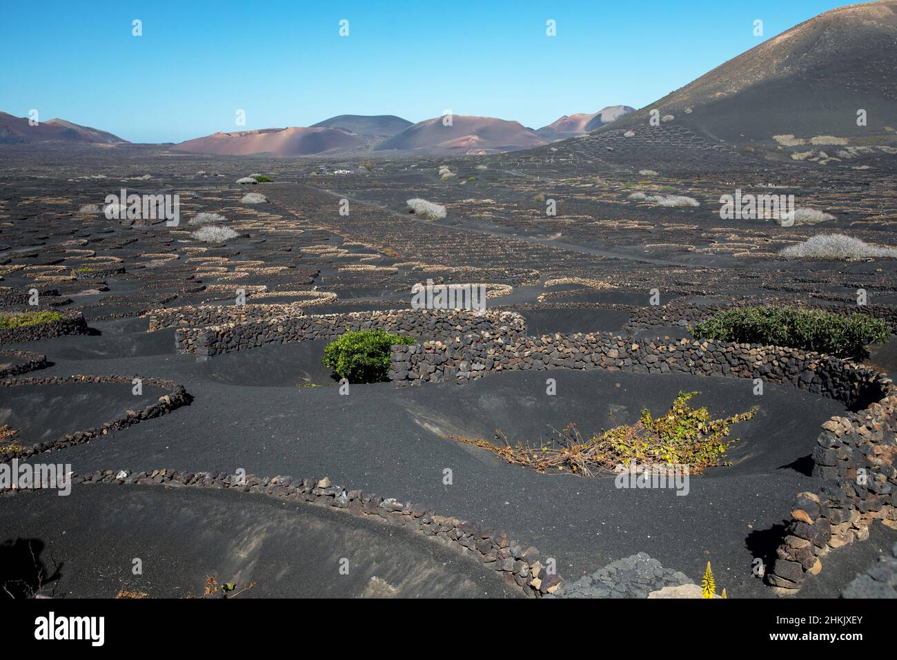 Vigna su roccia vulcanica, coltivazione di terreni agricoli, Isole Canarie, Lanzarote, la Geria Foto Stock