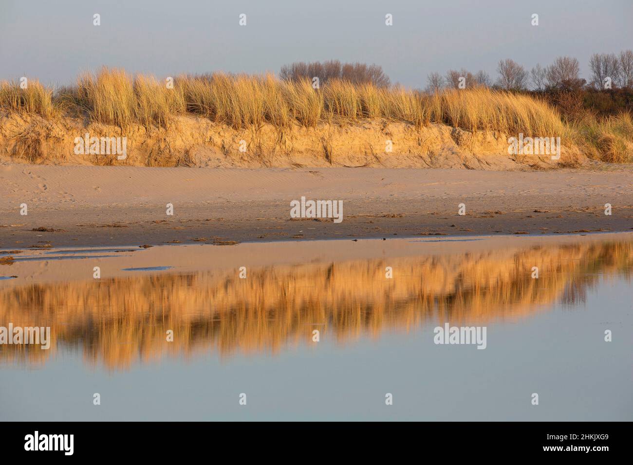 Voornesduin zona naturale alla luce della sera, Paesi Bassi, Zeeland, Voornes Duin, Oostvoorne Foto Stock