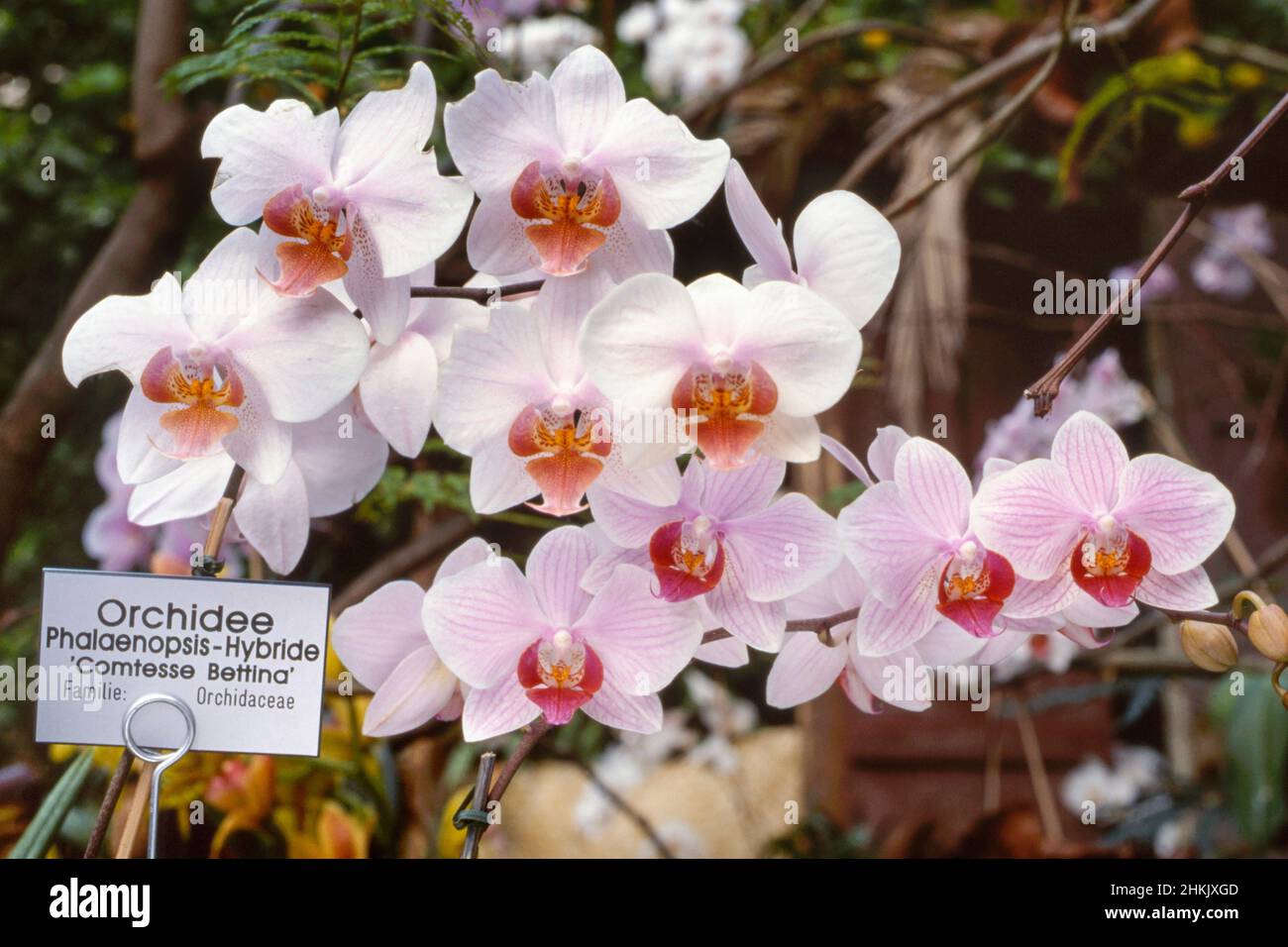 Orchidea della falena (Phalaenopsis 'Comptesse Bettina', Phalaenopsis Comptesse Bettina), in fiore, con latta, Germania, Botanischer Garten Foto Stock