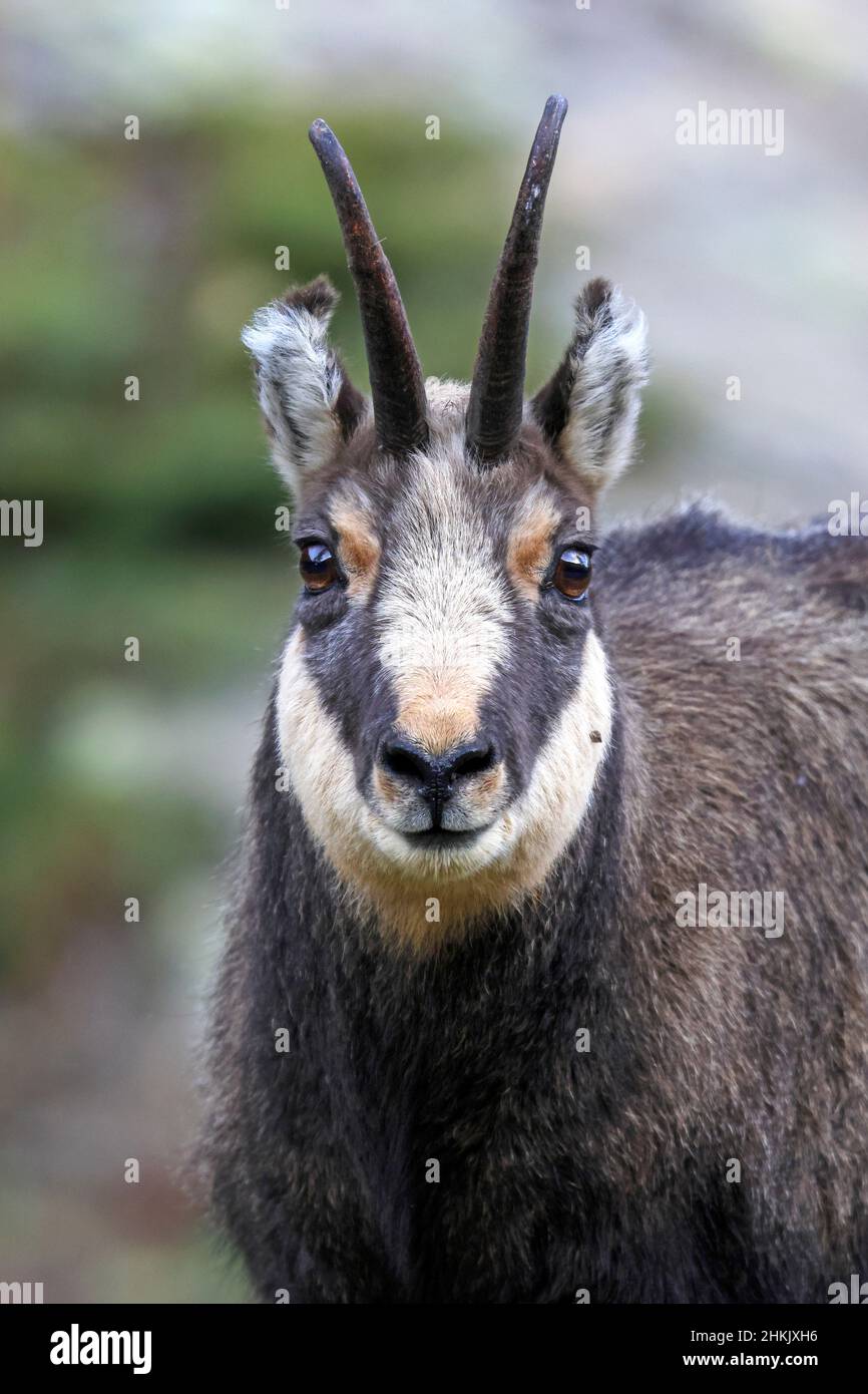 Camosci (Rupicapra rupicapra), ritratto in pelliccia d'inverno, vista frontale, Italia, Parco Nazionale del Gran Paradiso, Valsavarenche Foto Stock