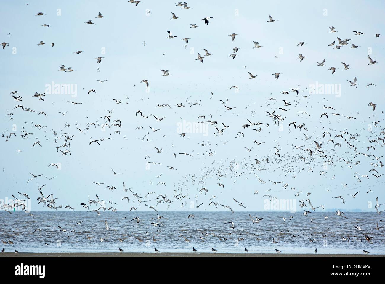 Birdmigration in the Wadden Sea, Netherlands, Frisia Foto Stock