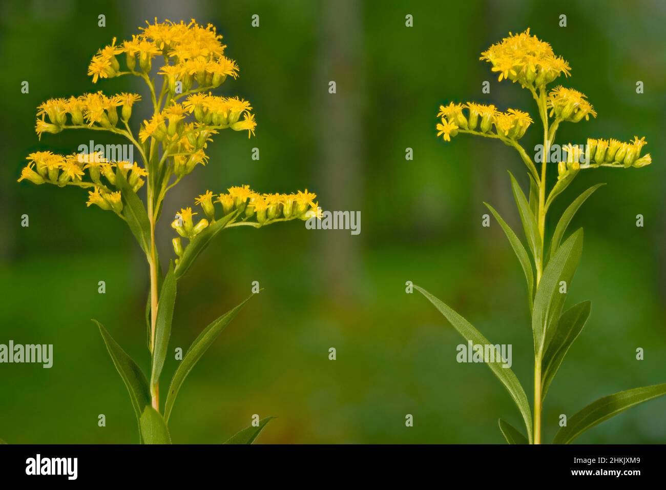 Verga d'oro, verga d'oro tardiva, verga d'oro liscia, verga d'oro liscia a tre costole (Solidago gigantea), due infiorescenze, Germania, Baviera, Murnauer Foto Stock