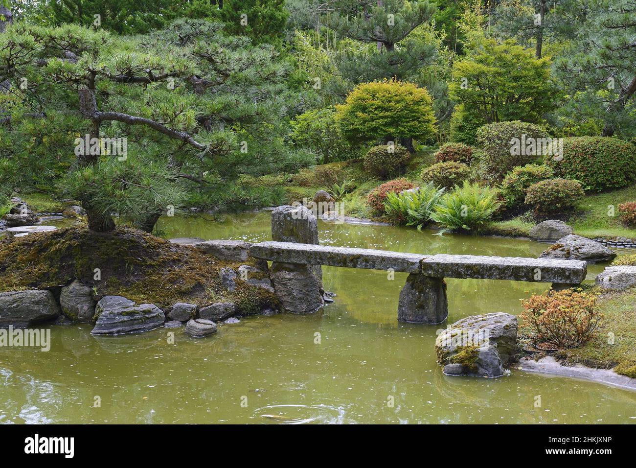 Tipico giardino giapponese con laghetto Koi, Germania, Brandeburgo Foto Stock