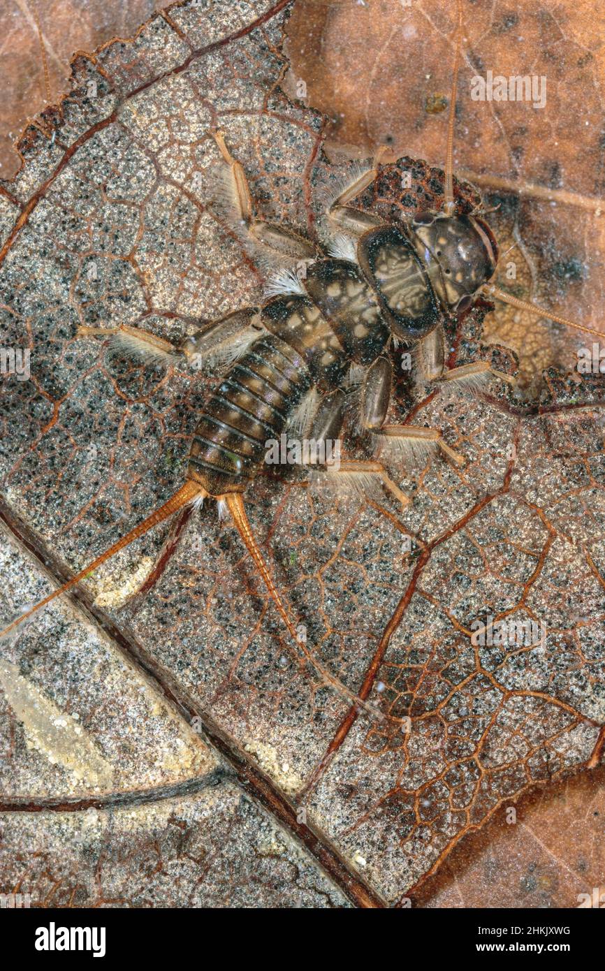 Perlid stonefly (Dinocras cefalotes), larva su foglia caduta, Germania, Baviera Foto Stock