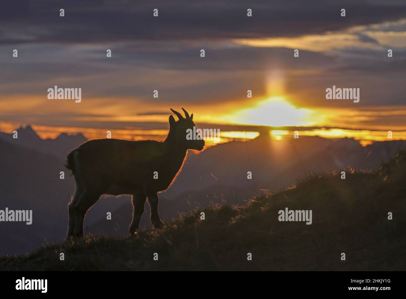 Stambecco alpino (Capra ibex, Capra ibex ibex), pegno al tramonto sul pendio, vista laterale, Svizzera, Oberland Bernese, Beatenberg Foto Stock