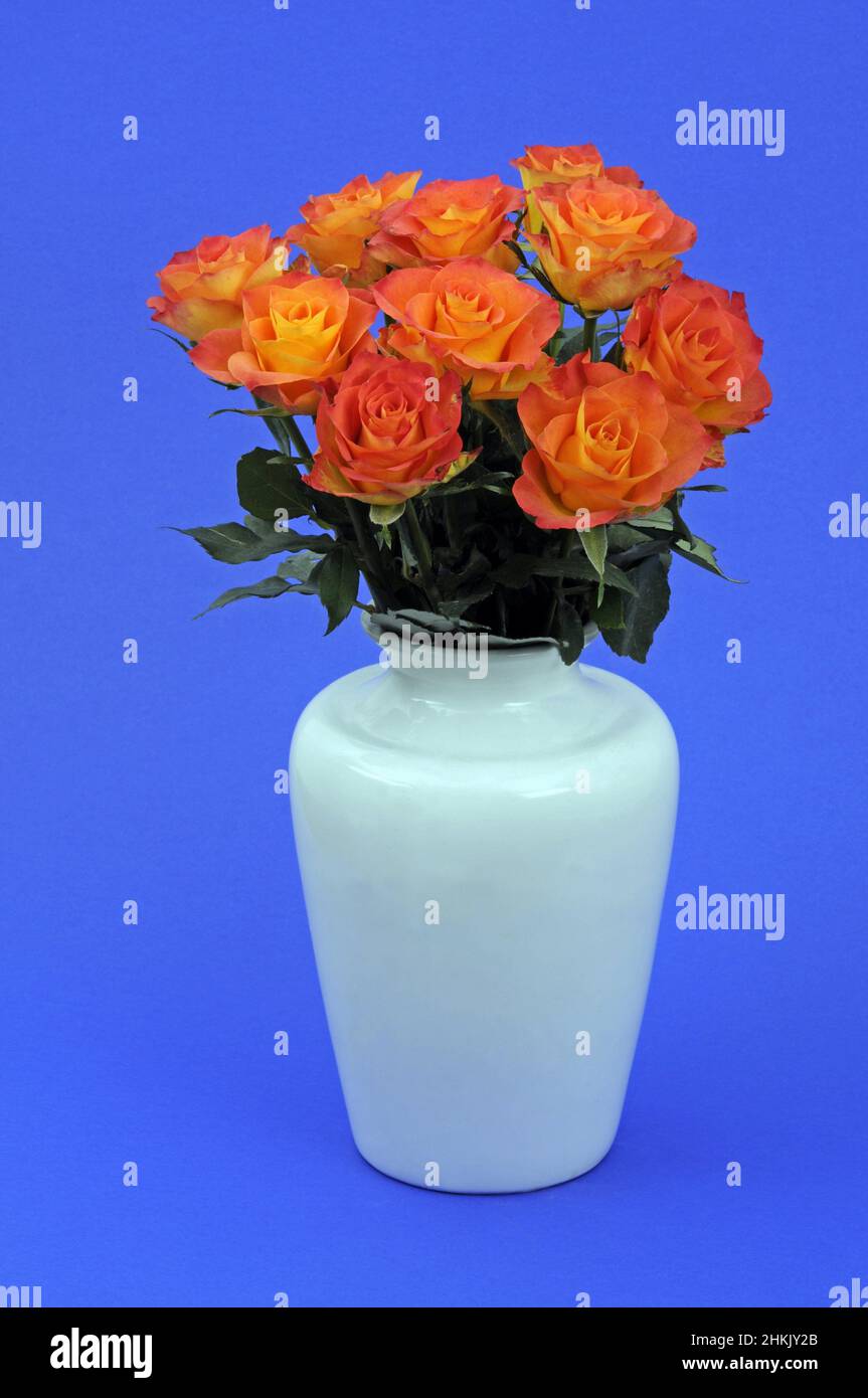 Rosa ornamentale (rosa spec.), mazzo di rose color salmone in vaso bianco di fiori, sfondo blu Foto Stock