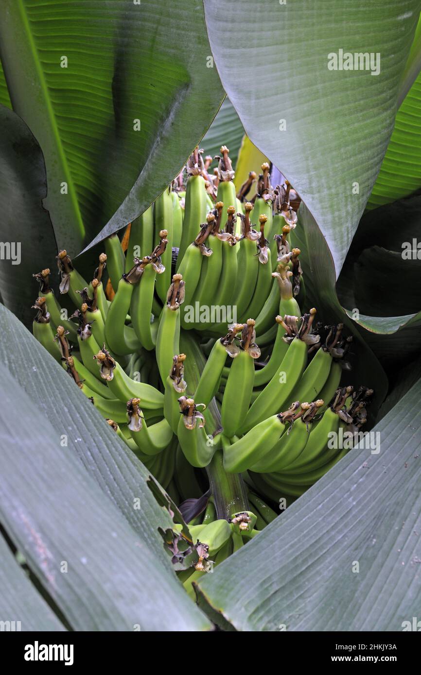 Banana (Musa paradisiaca, Musa x paradisiaca), banane giovani su una pianta di banana Foto Stock