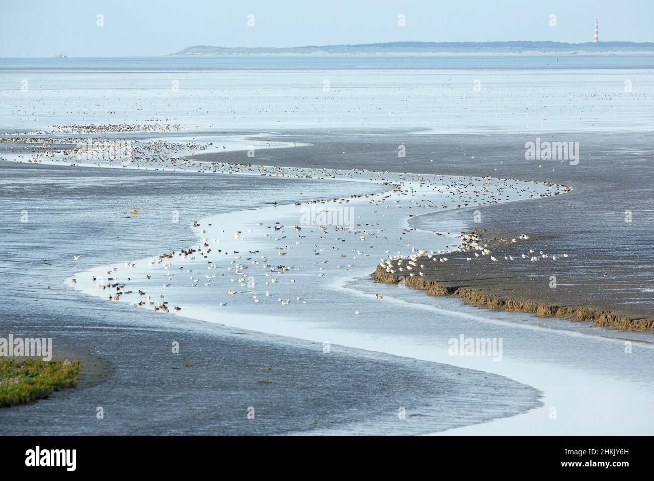 Ameland nel mare di Wadden, Olanda, Frisia Foto Stock