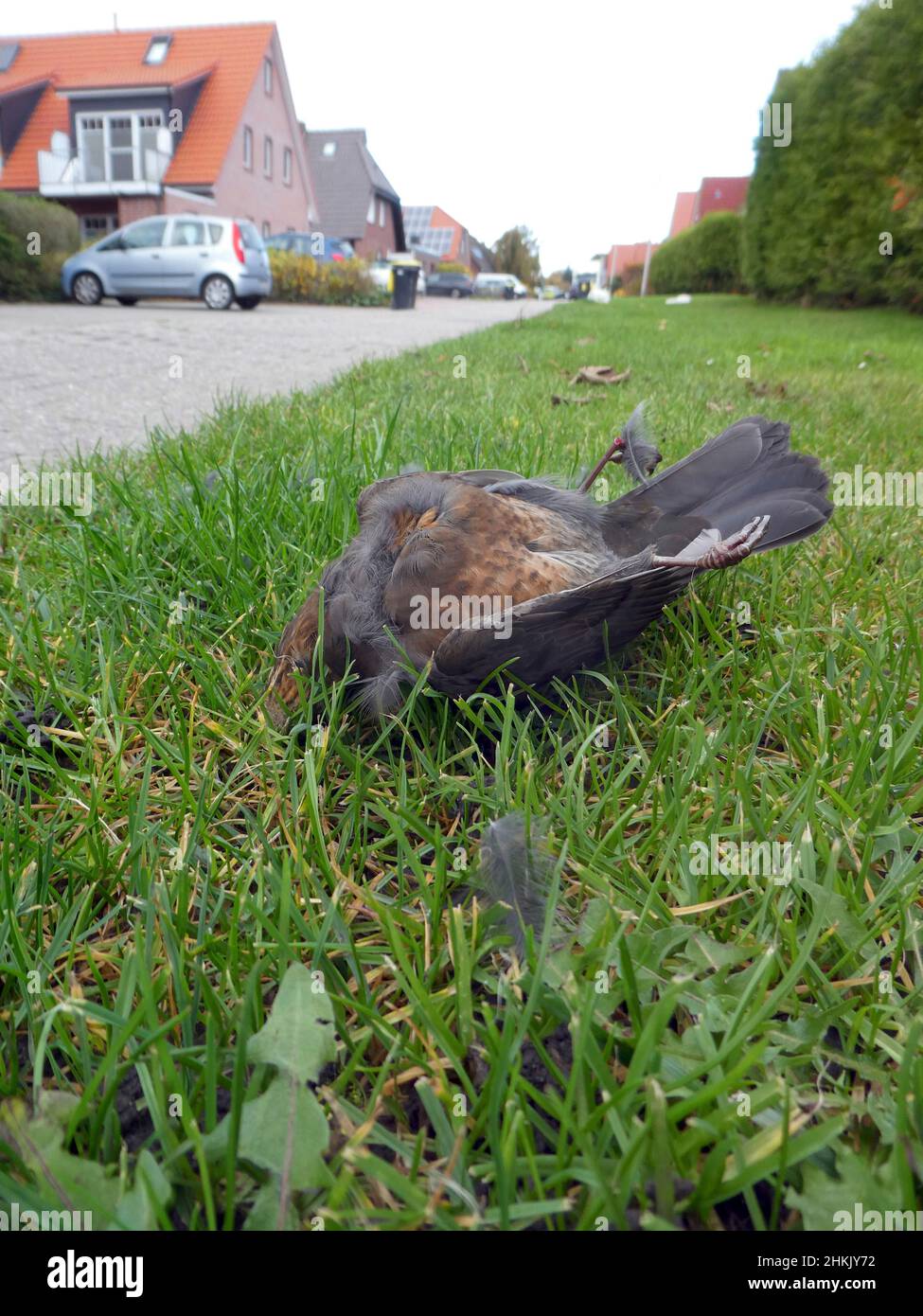 Fieldfare (Turdus pilaris), che si trova in un prato come una strada morte sul lato della strada, Germania, bassa Sassonia Foto Stock