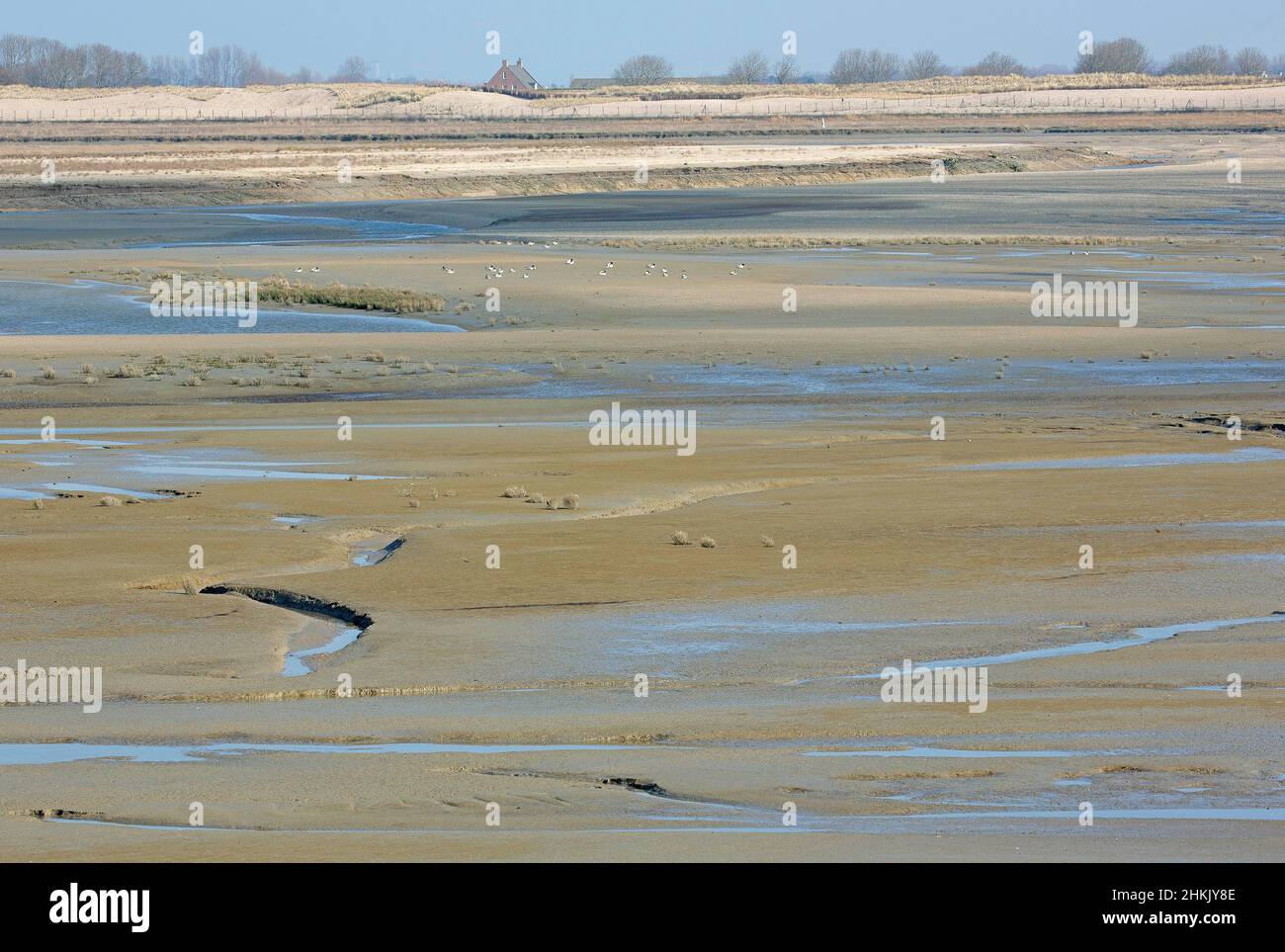 Mudflat nella riserva naturale di Zwin, Belgio, Fiandre Occidentali, Natururreservaat het Zwin, Knokke Foto Stock
