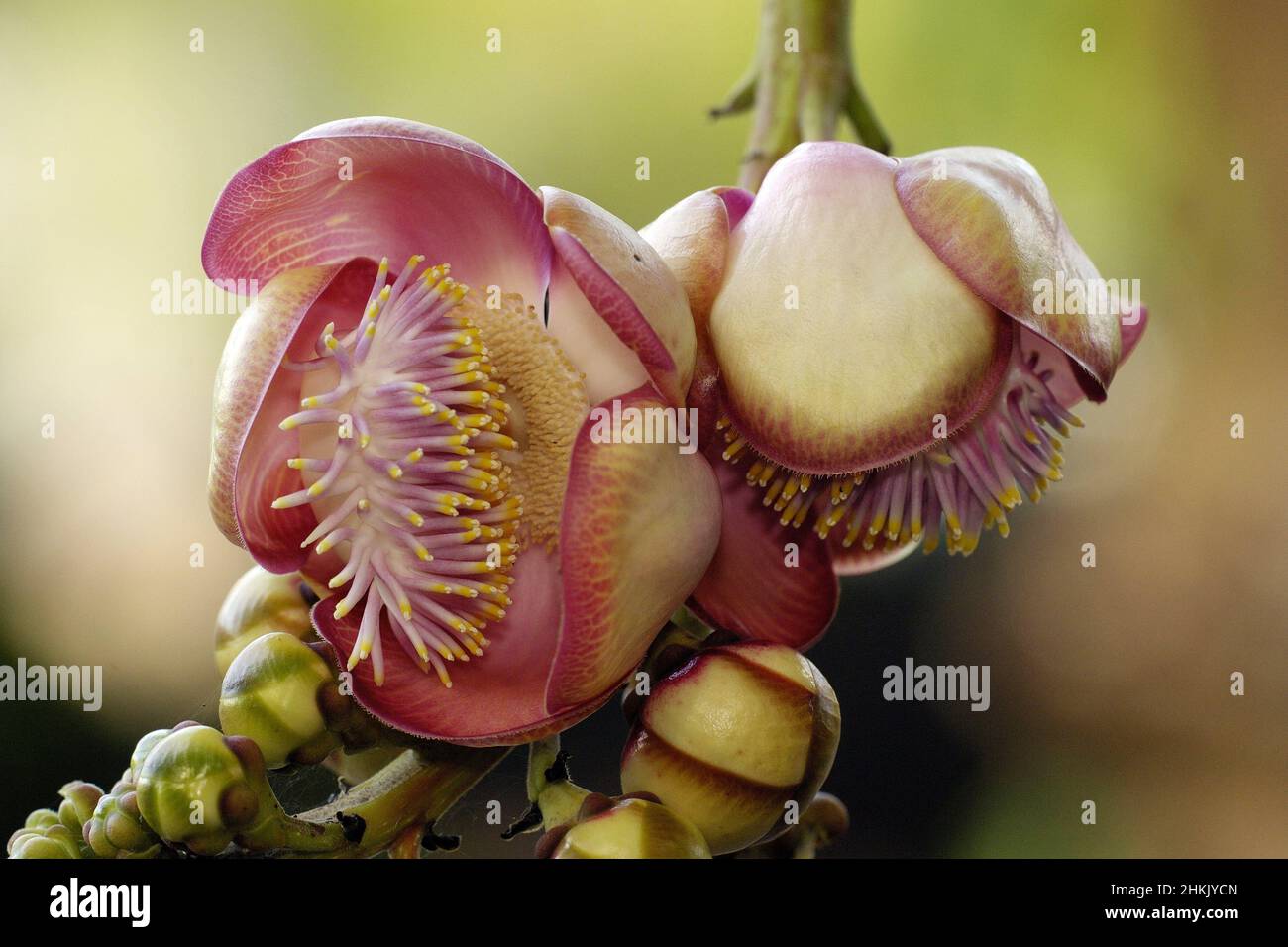 Albero di pallina di cannone, albero di pallina di cannone (Couloupita guianensis), fiori, Suedamerika Foto Stock